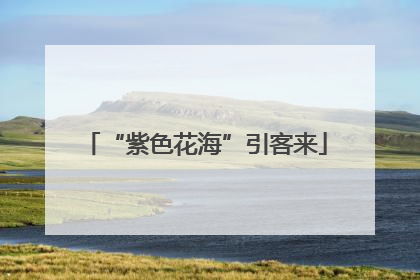“紫色花海”引客来