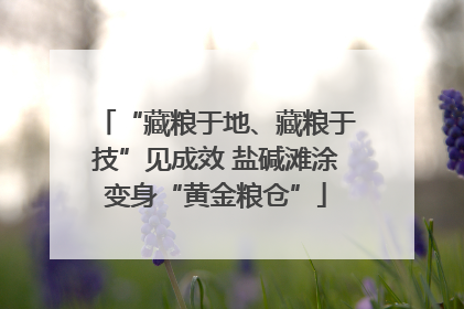 “藏粮于地、藏粮于技”见成效 盐碱滩涂变身“黄金粮仓”