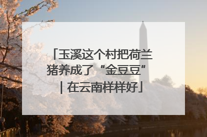 玉溪这个村把荷兰猪养成了“金豆豆”｜在云南样样好