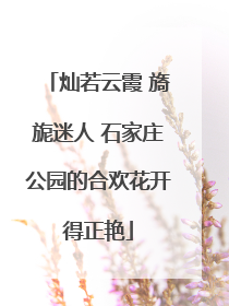 灿若云霞 旖旎迷人 石家庄公园的合欢花开得正艳