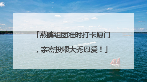 燕鸥组团准时打卡厦门，亲密投喂大秀恩爱！