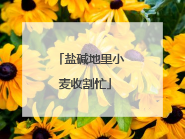 盐碱地里小麦收割忙