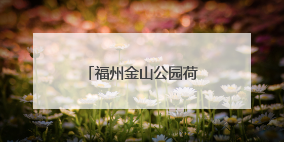 福州金山公园荷花盛开引游人