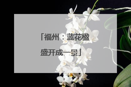 福州：蓝花楹盛开成一景