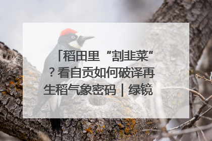 稻田里“割韭菜”？看自贡如何破译再生稻气象密码｜绿镜头·发现中国
