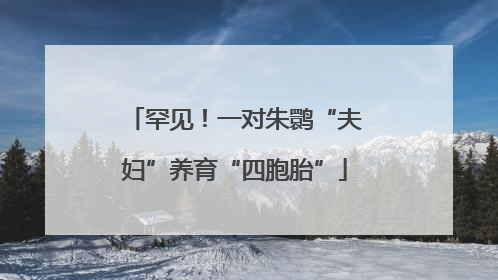 罕见！一对朱鹮“夫妇”养育“四胞胎”
