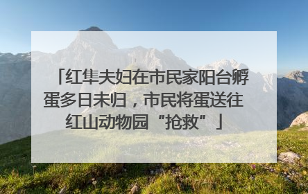 红隼夫妇在市民家阳台孵蛋多日未归，市民将蛋送往红山动物园“抢救”