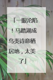 一眼沦陷！马踏湖成鸟类诗意栖居地，太美了
