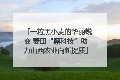 一粒黑小麦的华丽蜕变 麦田“黑科技”助力山西农业向新提质