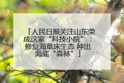 人民日报关注山东荣成这家“科技小院”：修复海草床生态 种出海底“森林”