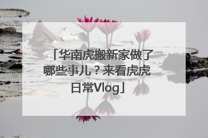 华南虎搬新家做了哪些事儿？来看虎虎日常Vlog