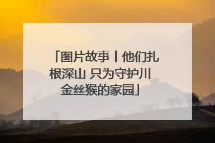 图片故事丨他们扎根深山 只为守护川金丝猴的家园