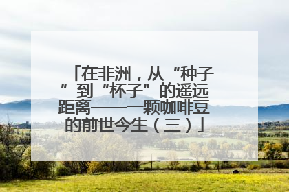 在非洲，从“种子”到“杯子”的遥远距离——一颗咖啡豆的前世今生（三）