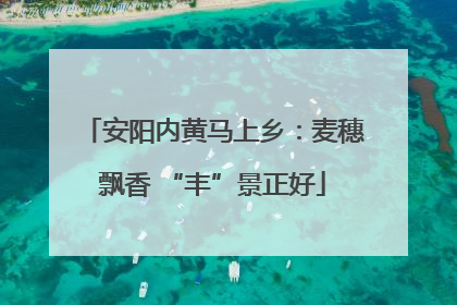 安阳内黄马上乡：麦穗飘香 “丰”景正好