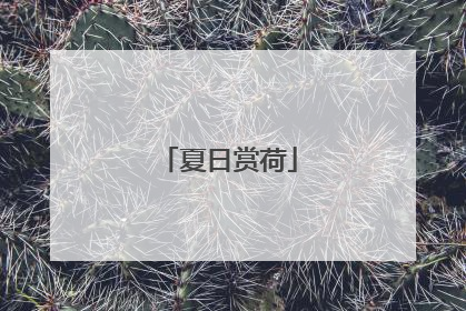 夏日赏荷