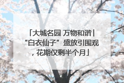 大城名园 万物和谐│“白衣仙子”盛放引围观，花期仅剩半个月