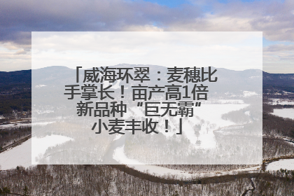 威海环翠：麦穗比手掌长！亩产高1倍 新品种“巨无霸”小麦丰收！