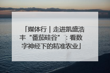 媒体行｜走进凯盛浩丰“番茄硅谷”：看数字神经下的精准农业