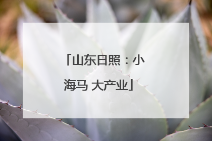 山东日照：小海马 大产业