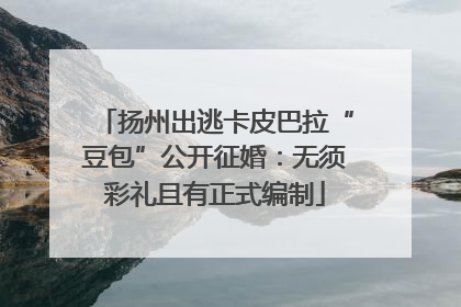 扬州出逃卡皮巴拉“豆包”公开征婚：无须彩礼且有正式编制