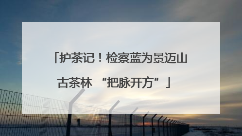 护茶记！检察蓝为景迈山古茶林 “把脉开方”