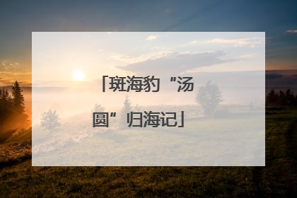 斑海豹“汤圆”归海记