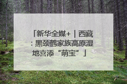新华全媒+｜西藏：黑颈鹤家族高原湿地喜添“萌宝”