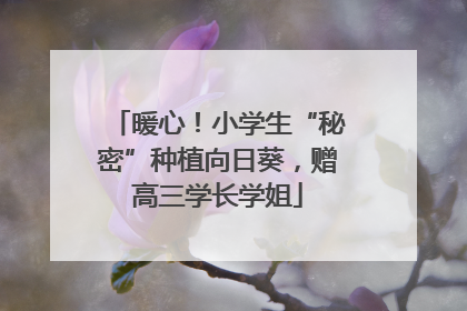 暖心！小学生“秘密”种植向日葵，赠高三学长学姐