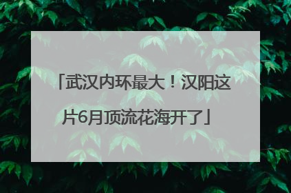 武汉内环最大！汉阳这片6月顶流花海开了