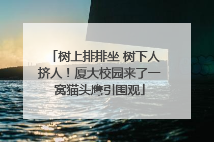 树上排排坐 树下人挤人！厦大校园来了一窝猫头鹰引围观
