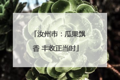 汝州市：瓜果飘香 丰收正当时