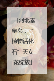 河北秦皇岛：“植物活化石”天女花绽放