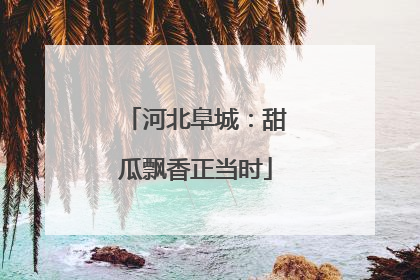 河北阜城：甜瓜飘香正当时