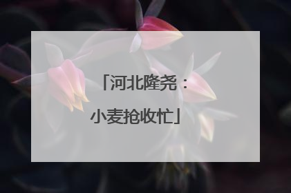 河北隆尧：小麦抢收忙