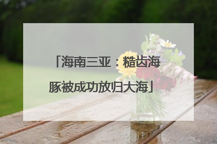 海南三亚：糙齿海豚被成功放归大海