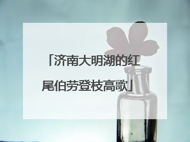 济南大明湖的红尾伯劳登枝高歌