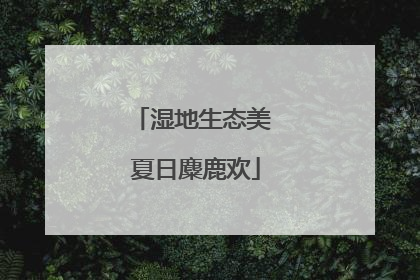 湿地生态美 夏日麋鹿欢