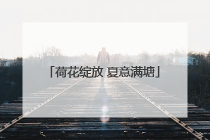 荷花绽放 夏意满塘
