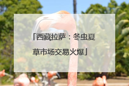 西藏拉萨：冬虫夏草市场交易火爆
