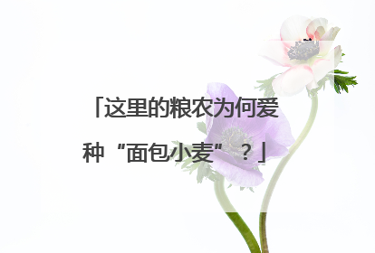 这里的粮农为何爱种“面包小麦”？