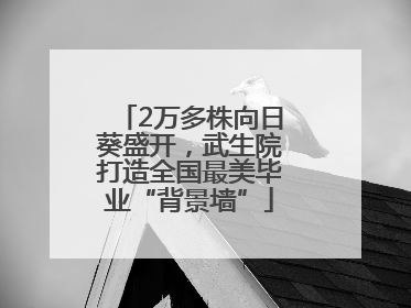 2万多株向日葵盛开，武生院打造全国最美毕业“背景墙”